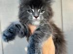 Gambit blue tabby female - Maine Coon Kitten For Sale - 