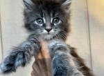 Milo Polydactyl blue tabby boy - Maine Coon Kitten For Sale - 