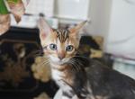Bella - Bengal Kitten For Sale - Pleasant Hill&comma; CA&comma; US