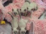 Male Siamese Kittens - Siamese Kitten For Sale - 