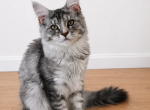 Maple - Maine Coon Kitten For Sale - 