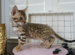 Luna - Bengal Kitten For Sale - Pleasant Hill&comma; CA&comma; US