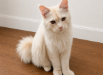 Simba - Maine Coon Kitten For Sale - 