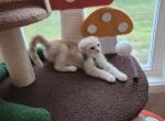 Blue eyes Golden Scottish fold boy - Scottish Fold Kitten For Sale - Charlotte&comma; NC&comma; US