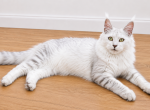 Pearl - Maine Coon Kitten For Sale - 