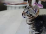 Chloe - Bengal Kitten For Sale - Pleasant Hill&comma; CA&comma; US