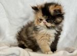 Calico Exotic Longhair - Persian Kitten For Sale - Oklahoma City&comma; OK&comma; US