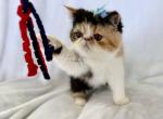 Calico ESH Girl - Exotic Kitten For Sale - Oklahoma City&comma; OK&comma; US