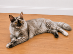 Amelia - Maine Coon Cat For Sale/Retired Breeding - Beverly Hills&comma; CA&comma; US