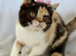 Doll Face Calico ESH - Exotic Kitten For Sale - Oklahoma City&comma; OK&comma; US