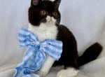 Sweet Tuxedo ESH - Exotic Kitten For Sale - Oklahoma City&comma; OK&comma; US