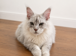 Apollo - Maine Coon Kitten For Sale - Beverly Hills&comma; CA&comma; US