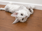 Maximus - Maine Coon Kitten For Sale - Beverly Hills&comma; CA&comma; US