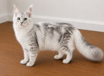 Ivory - Maine Coon Kitten For Sale - Beverly Hills&comma; CA&comma; US