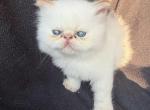 Sassys kittens - Persian Kitten For Sale - Pittsburgh&comma; PA&comma; US