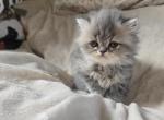 Gray females - Persian Kitten For Sale - Cambridge&comma; MN&comma; US