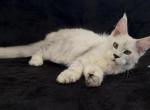 Boy Starlet Pet Dobrynia - Maine Coon Kitten For Sale - NY&comma; US