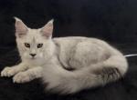 Boy - Maine Coon Kitten For Sale - NY&comma; US