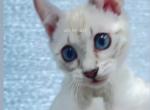 Snow Lynx Bengal Kitten Female - Bengal Kitten For Sale - IL&comma; US