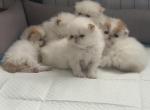 Persian females - Persian Kitten For Sale - Ontario&comma; NY&comma; US