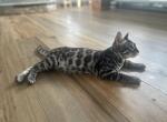 Cricket - Bengal Kitten For Sale - Jersey City&comma; NJ&comma; US
