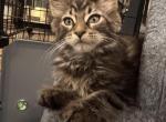 MaleMaineCoon - Maine Coon Kitten For Sale - Montrose&comma; PA&comma; US
