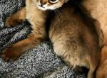 Ruddy Girl - Somali Kitten For Sale - Saint Petersburg&comma; FL&comma; US