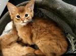 Sorrel Girl - Somali Kitten For Sale - Saint Petersburg&comma; FL&comma; US
