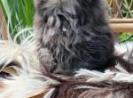 Black tabby male - Persian Kitten For Sale - 