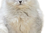 Silver male - Persian Kitten For Sale - Gladstone&comma; VA&comma; US