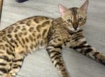 Big Poppa - Bengal Cat For Sale/Service - Phila&comma; PA&comma; US