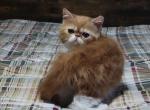 CFA RED CLASSIC TABBY & WHITE EXOTIC - Exotic Kitten For Sale - PA&comma; US