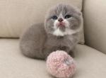 Bicolor Scottish Fold male kitten - Scottish Fold Kitten For Sale - 