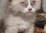 Ragdoll kittens - Domestic Kitten For Sale - Eagan&comma; MN&comma; US
