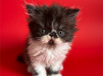 Chocolate bicolor male persian kitten - Persian Kitten For Sale - Woodburn&comma; IN&comma; US