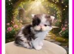 Cfa chocolate bicolor female persian kitten - Persian Kitten For Sale - Woodburn&comma; IN&comma; US