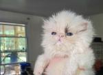 Cfa chocolate van male persian kitten - Persian Kitten For Sale - Woodburn&comma; IN&comma; US
