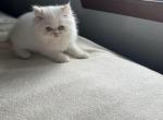 Taylor - Himalayan Kitten For Sale - 