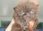 Cfa chocolate carrier show potential male - Persian Kitten For Sale - Woodburn&comma; IN&comma; US