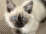 Seal point - Himalayan Kitten For Sale - Annandale&comma; VA&comma; US