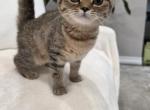 Honey - Scottish Straight Kitten For Sale - Commerce City&comma; CO&comma; US
