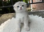 Luna - Scottish Fold Kitten For Sale - Depew&comma; NY&comma; US