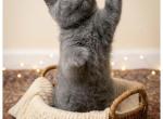 Charlie - British Shorthair Kitten For Sale - IL&comma; US