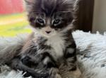 European Maine coon Kittens - Maine Coon Kitten For Sale - Roscoe&comma; IL&comma; US