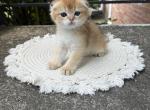 Daisy - Scottish Fold Kitten For Sale - 