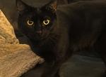Asher - Domestic Cat For Adoption - Durham&comma; NC&comma; US