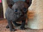 Ziki - Sphynx Kitten For Sale - Pensacola&comma; FL&comma; US