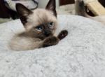 Sealpoint Male - Siamese Kitten For Sale - Willington&comma; CT&comma; US