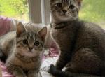 Lariki - Scottish Fold Kitten For Sale - Philadelphia&comma; PA&comma; US