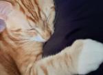 Mars - Domestic Kitten For Adoption - Miami Gardens&comma; FL&comma; US